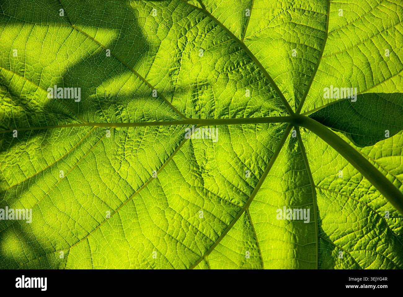 Le vene di foglie illuminate dal sole si irradiano come le vetrate colorate della natura, rivelando l'intricata architettura nascosta sotto una vivace tettoia verde. Foto Stock