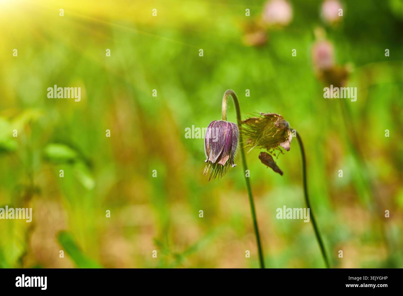 Primo piano di un bellissimo fiore di pascià viola (Pulsatilla) in fiore, che mostra i suoi petali a forma di campana, il centro giallo e i caratteristici peli setosi. Foto Stock