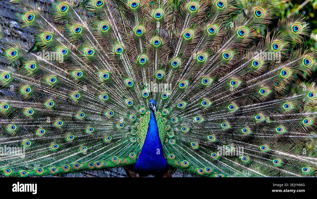 Pavone maschile che mostra il suo magnifico fan di iridescenti piume di coda in una mostra di corteggiamento, mostrando la vibrante bellezza e la simmetria della natura. Foto Stock