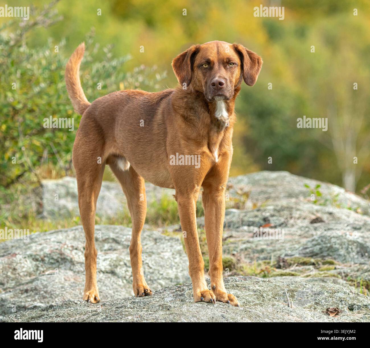Cane rodesiano Ridgeback in piedi sul masso Foto Stock