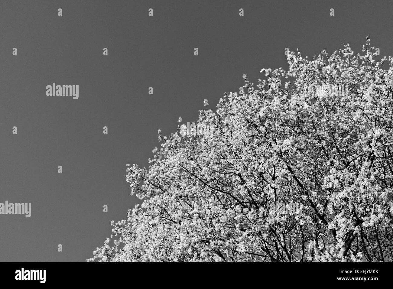 Baldacchino bianco e nero in fiore che riempie il telaio contro un cielo aperto e limpido in Ontario, Canada. Foto Stock