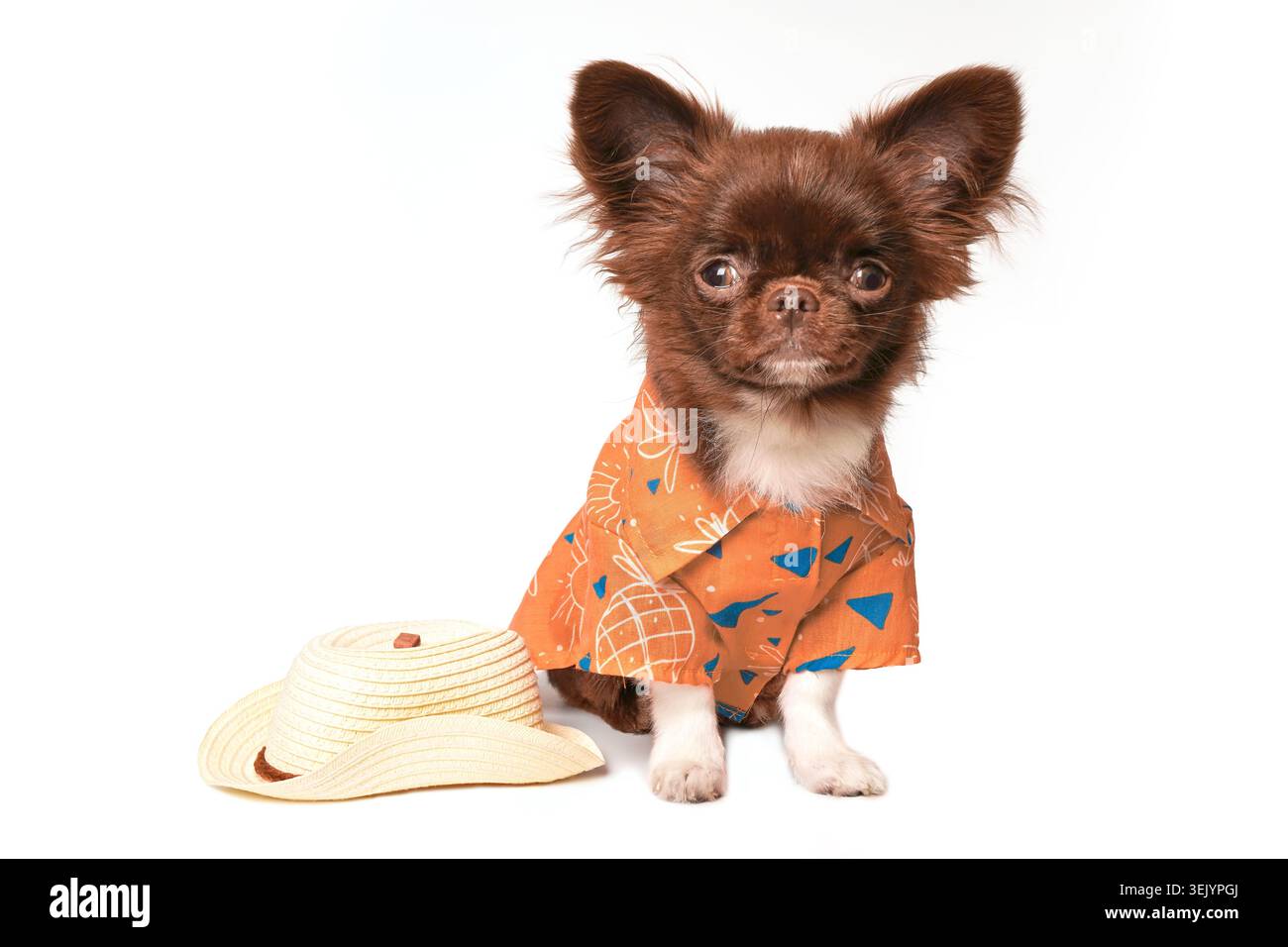 Affascinante chihuahua con colorata camicia hawaiana con un elegante cappello su sfondo bianco Foto Stock