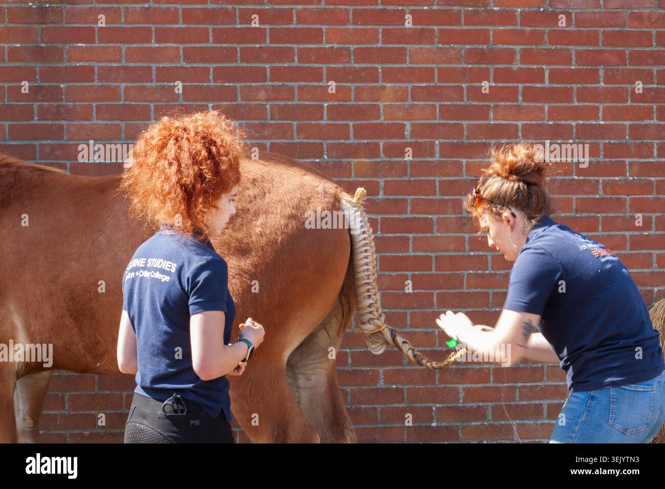Un cavallo del Suffolk Punch ha la coda intrecciata in preparazione per l'anello al Suffolk Show. Foto Stock