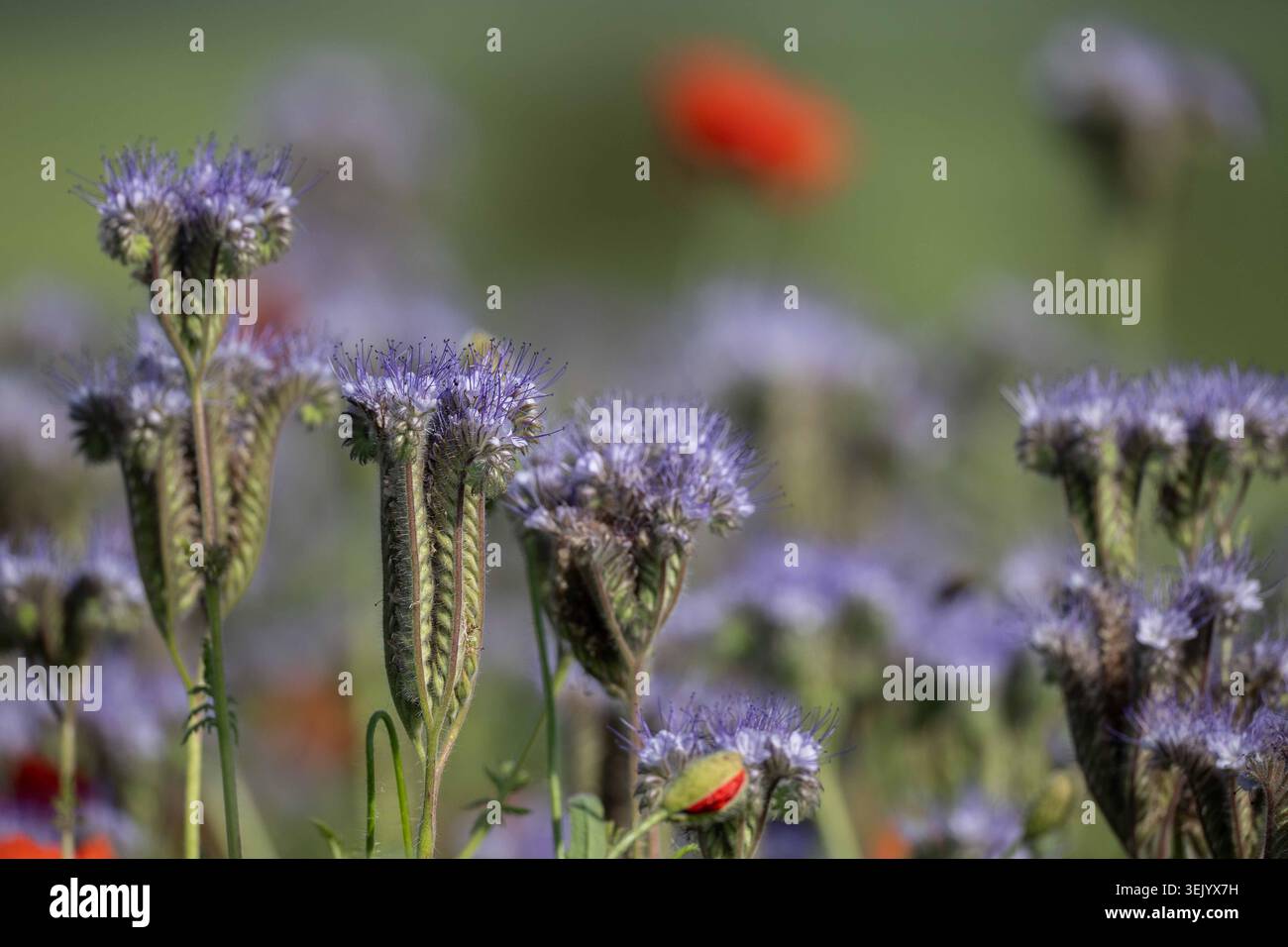 Fiori di phacelia viola che crescono in un prato di fiori selvatici, foto in primo piano con un morbido sfondo sfocato. Foto Stock