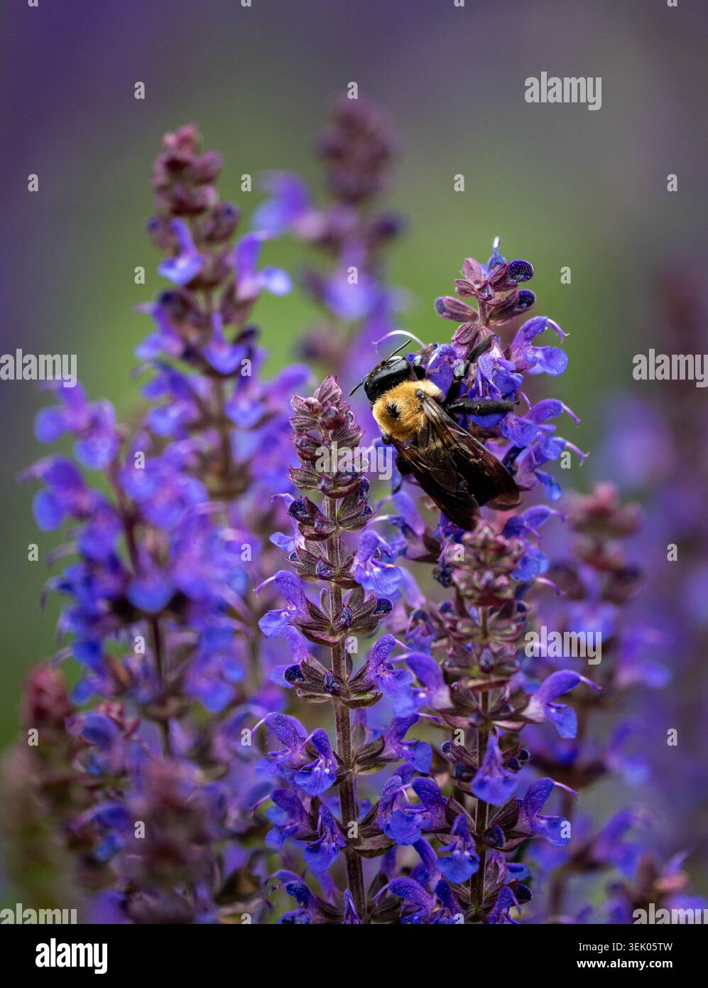 Una grande ape da falegname si aggrappa a vivaci picchi di salvia viola, raccogliendo il nettare in uno splendido primo piano ricco di colori e dettagli. Foto Stock