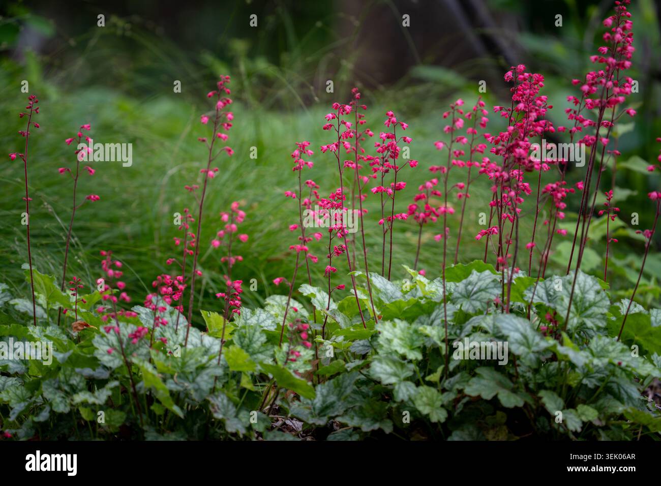 Le slanciate punte rosa a campana di corallo heuchera si innalzano elegantemente sopra il verde argenteo del fogliame in un rigoglioso bordo del giardino ombreggiato. Foto Stock