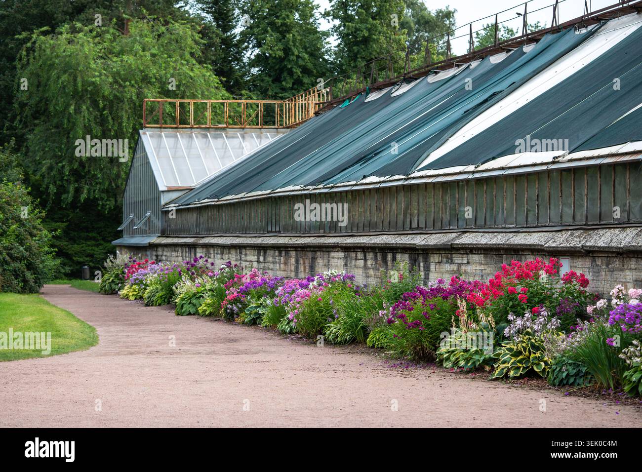 Colorate cespugli phlox che crescono in giardino vicino alla serra sotto il cielo aperto durante la stagione di crescita Foto Stock