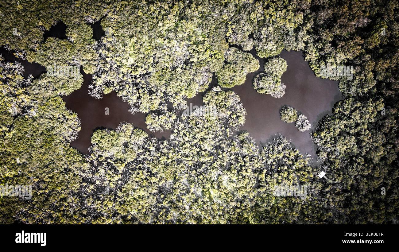 Un'impressionante ripresa aerea che cattura gli intricati motivi formati da una fitta foresta di mangrovie. L'immagine mostra i verdi vibranti delle foglie Foto Stock