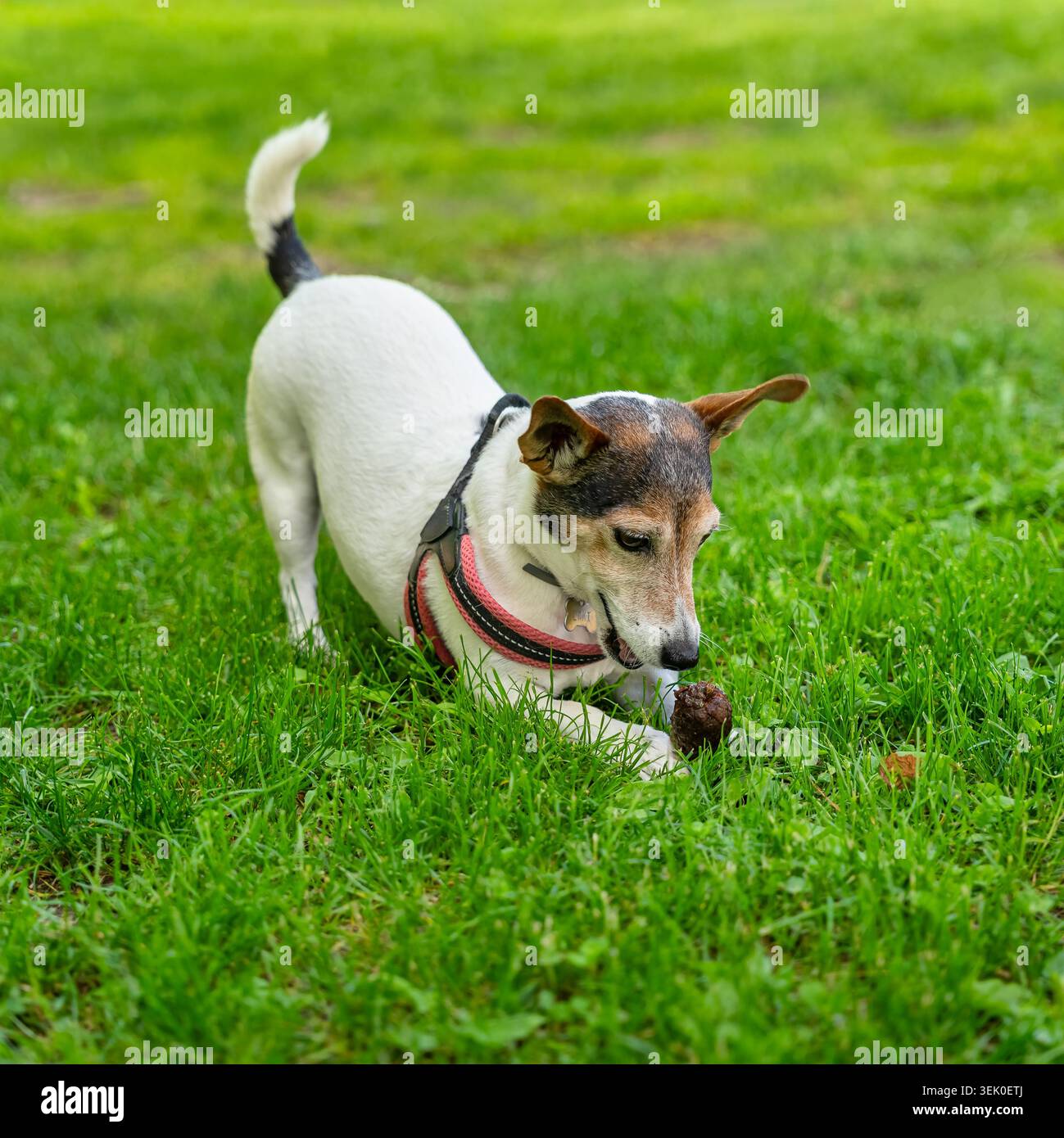 Cucciolo che gioca con un cono di pino sull'erba nel parco pubblico. Foto Stock