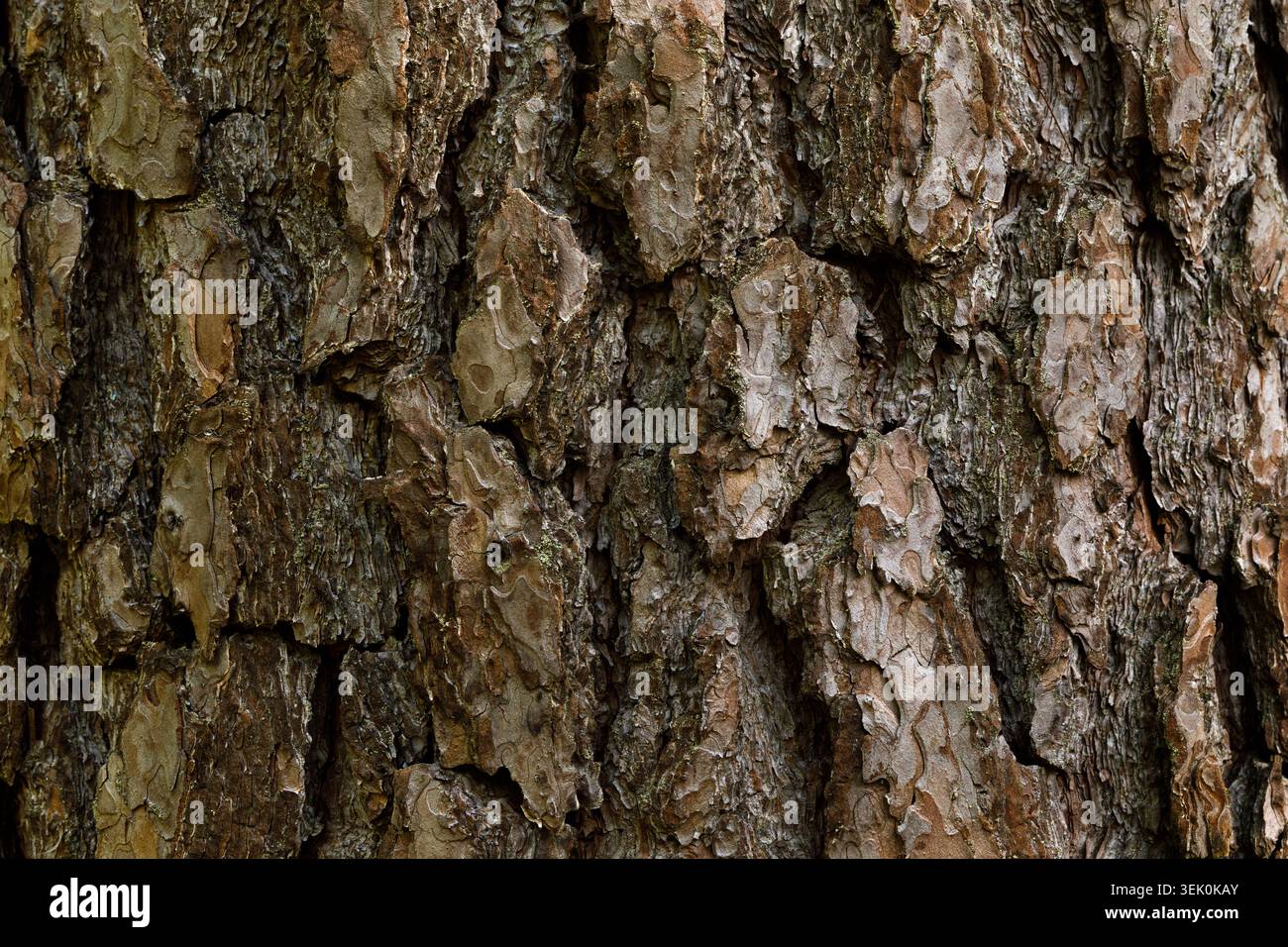 Sfondo con struttura a corteccia d'albero per ravvicinare il motivo del legno naturale Foto Stock
