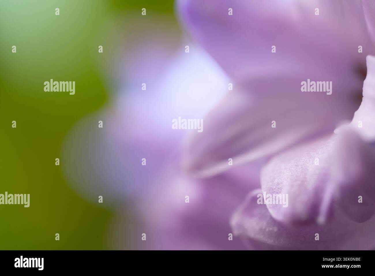 Primo piano macro di petali di fiori viola con sfondo morbido Foto Stock