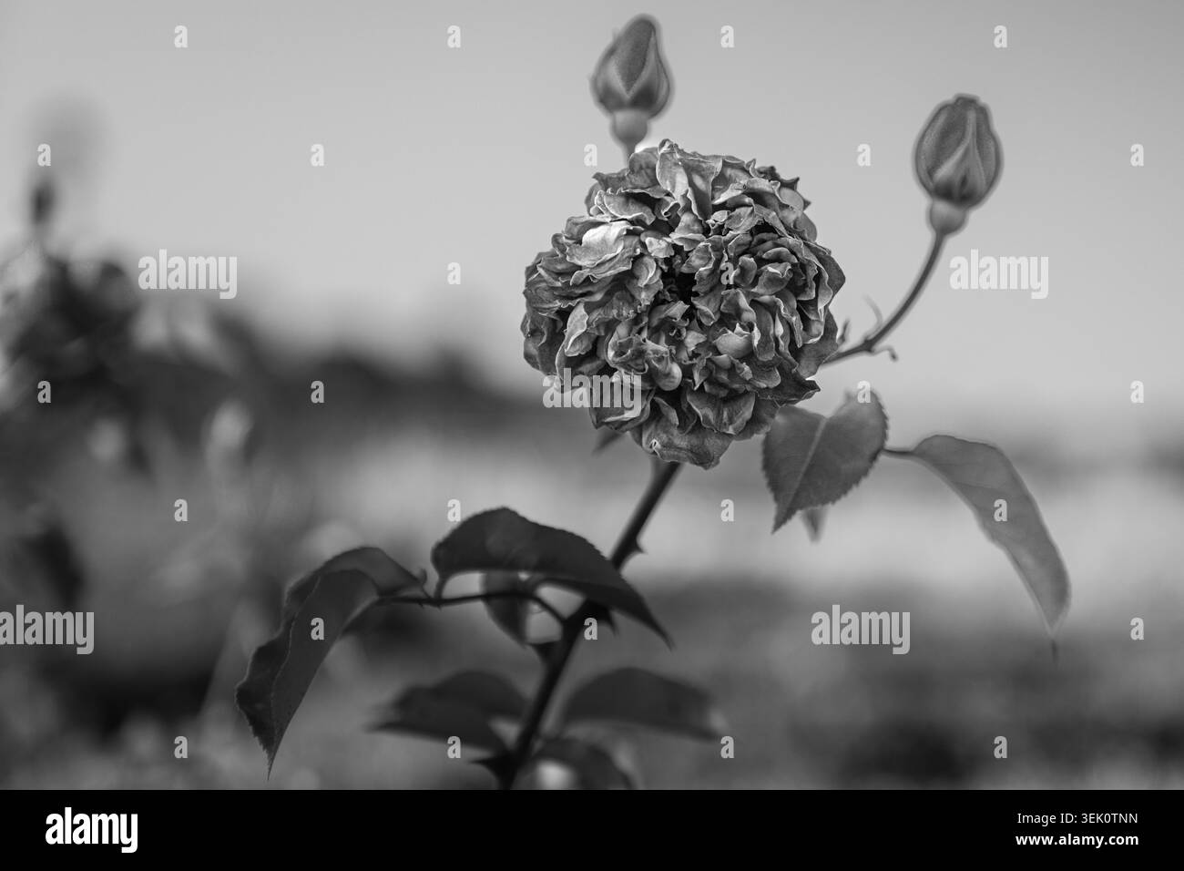 Fiori di rosa in fiore nei giardini di Boboli, Firenze Italia Foto Stock