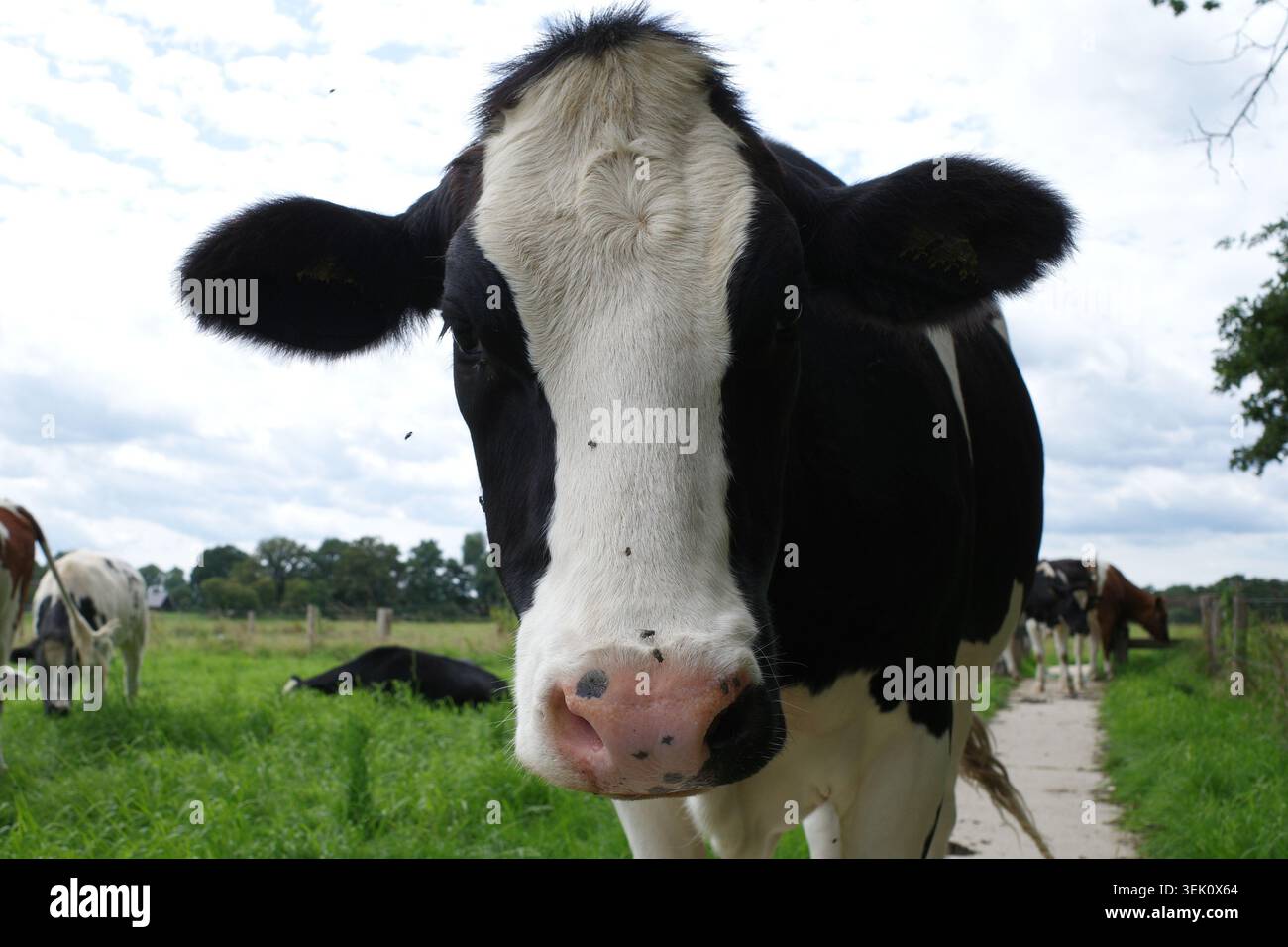 La mucca bianca e nera si trova su un campo erboso, guardando direttamente la telecamera. Il suo cappotto ha segni distintivi, con un naso rosa. Altre mucche pascolano Foto Stock