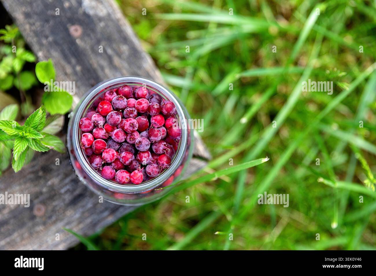 Frutti di giugno in una ciotola di vetro su una tavola di legno rustica nel giardino verde, che mostrano il raccolto di bacche biologiche coltivate in casa in Slovenia. Foto Stock
