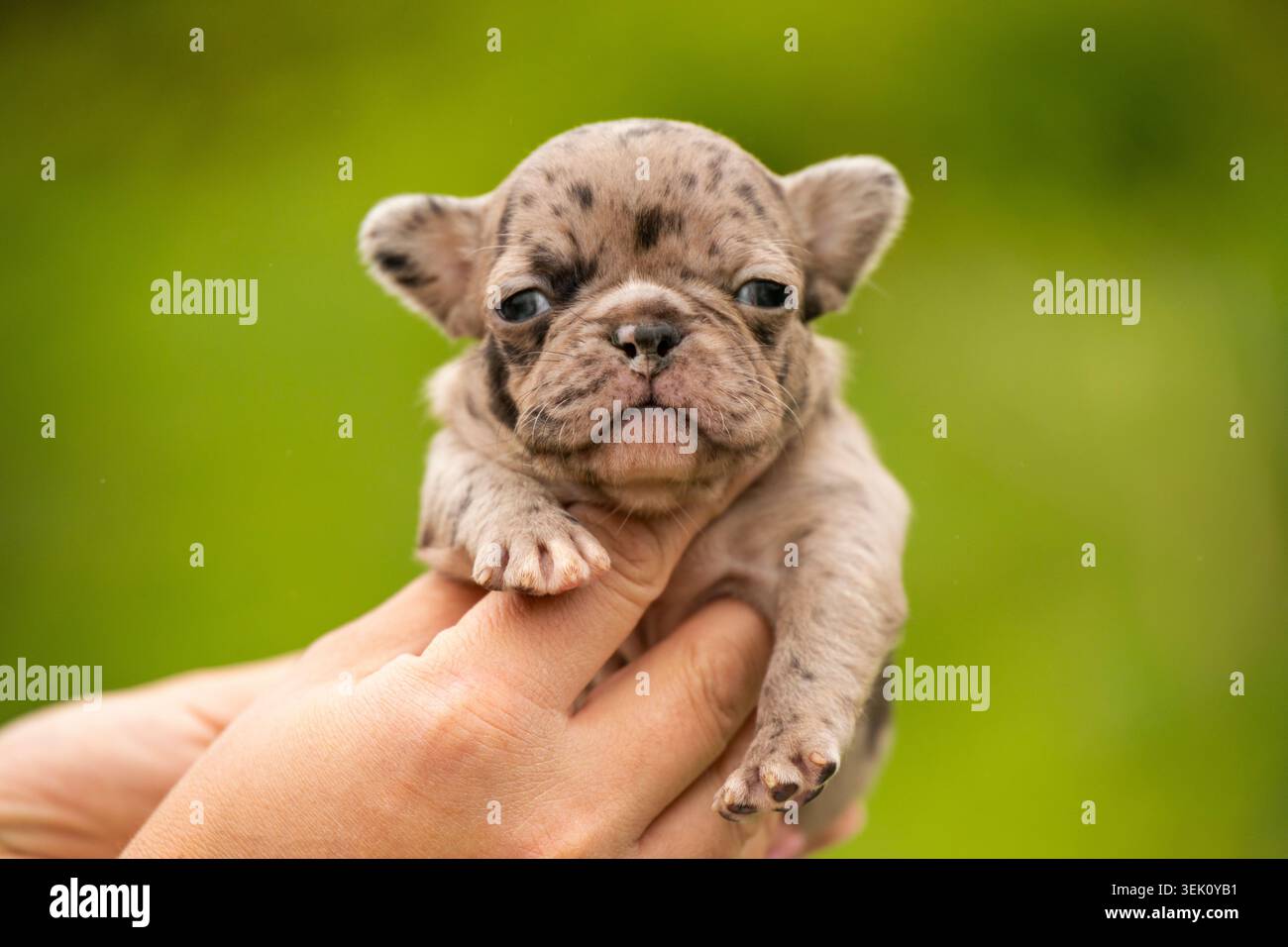 Piccolo cucciolo di bulldog francese merle tenuto in mano Foto Stock