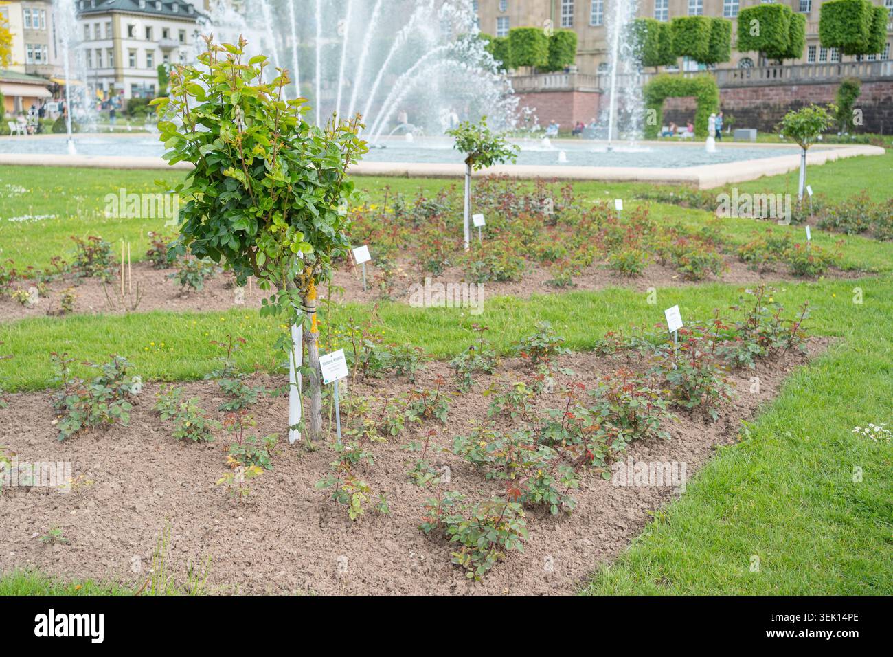 Un bellissimo letto di fiori con giovani cespugli di rose verdi e piccoli alberi decorativi in un parco pubblico europeo. Una grande acqua che spruzza Foto Stock