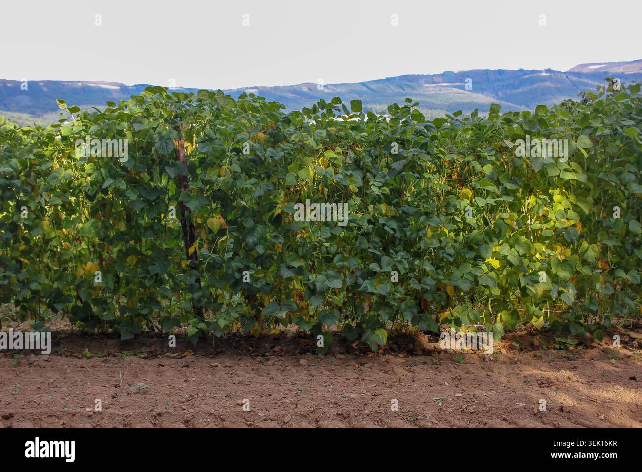 Ampia dose di una sana piantagione di fagioli verdi che cresce su picchetti di legno in terreno arato, mostrando un'agricoltura locale sostenibile e prodotti alimentari regionali Foto Stock