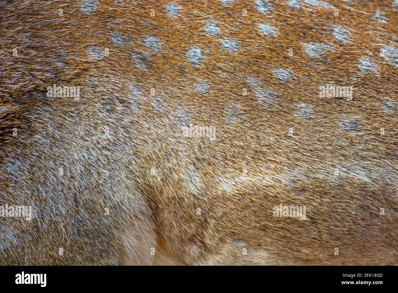 Vera texture bella pelle di daino macchiato. Natura corpo animale e modelli di pelliccia Foto Stock