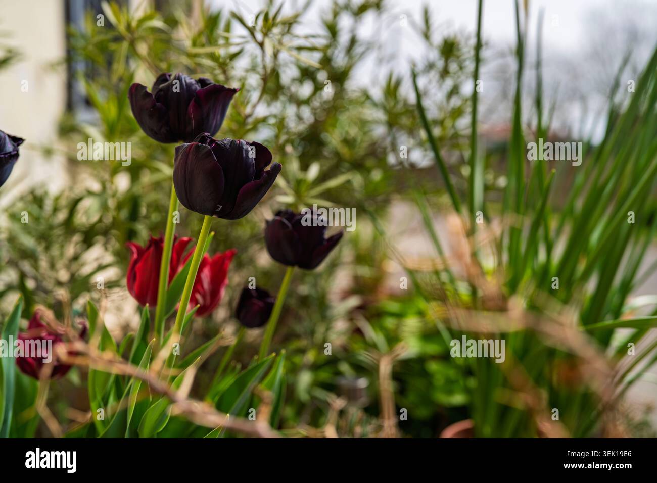 I tulipani di colore viola-nero e i tulipani di colore rosso brillante fioriscono in un vibrante letto da giardino di primavera, che mostra la loro sorprendente bellezza e la loro elega naturale Foto Stock