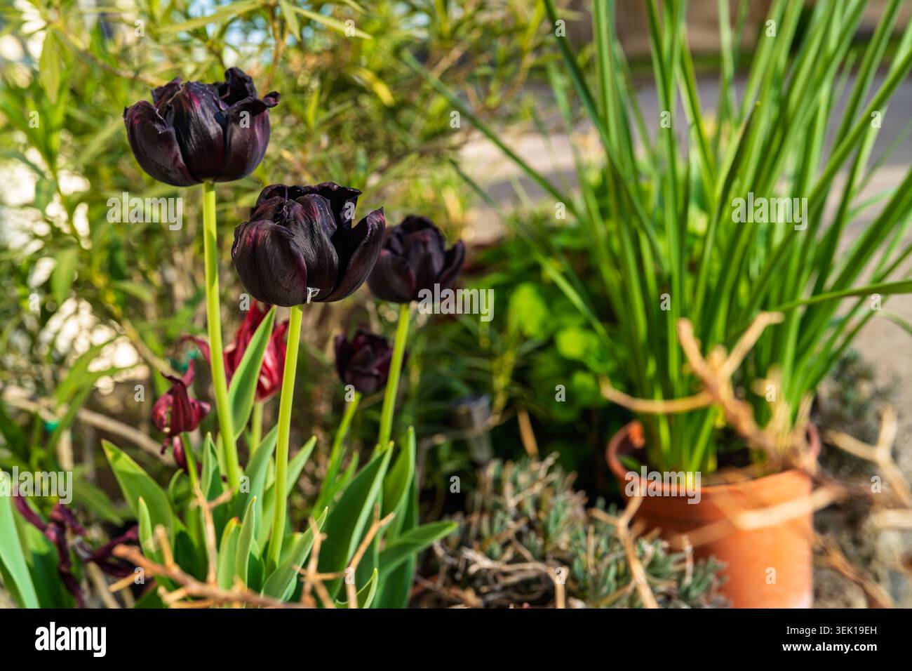 Sorprendenti tulipani neri, noti come "regina della notte", che fioriscono con petali scuri, gambi verdi vibranti e fogliame, creando un contrasto drammatico in un sole Foto Stock