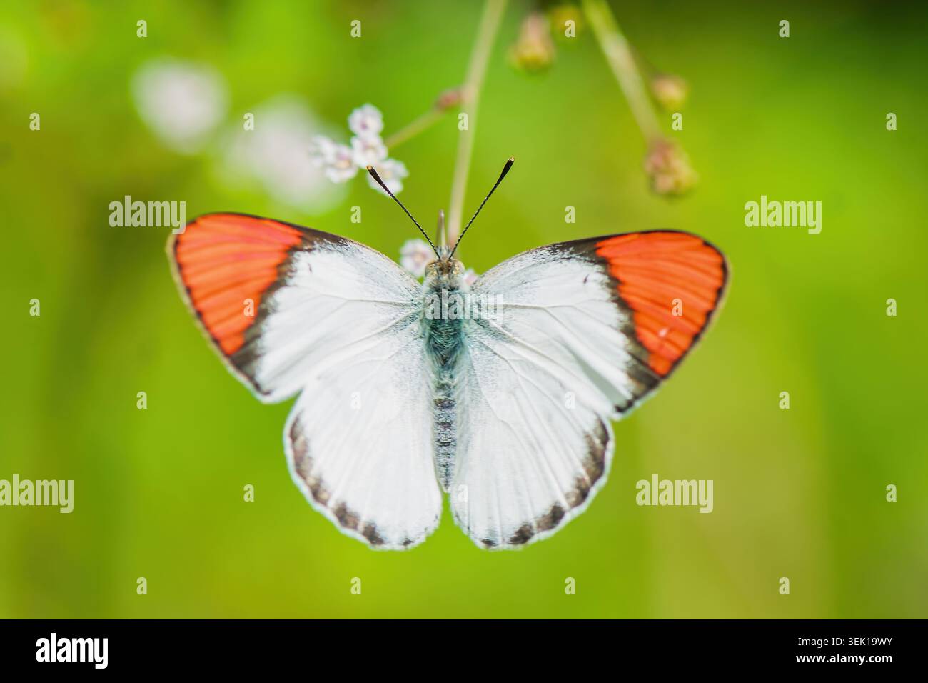 Farfalla Crimson Tip (Colotis danae) a riposo con le ali spiegate nell'habitat naturale Foto Stock
