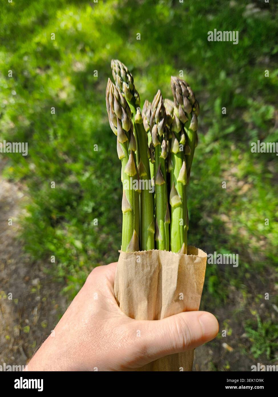 La persona tiene in mano un fascio di bastoncini di asparagi freschi avvolti in un sacchetto di carta marrone all'aperto. Lo sfondo mostra piante verdi e luce solare. La scena cattura il momento o. Foto Stock