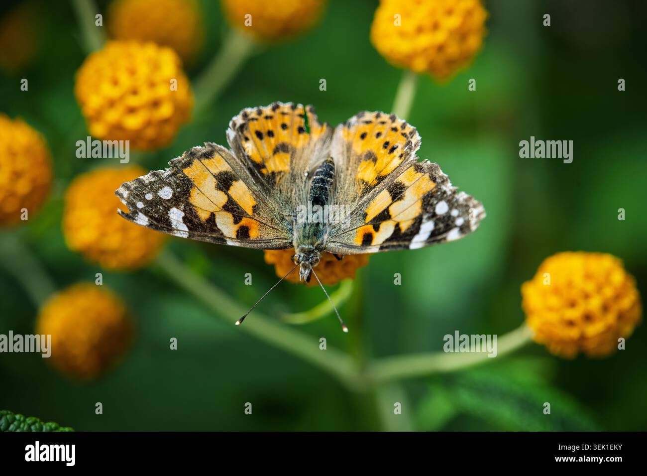 Una farfalla dipinta fluttua con grazia, sorseggiando il nettare da ammassi di vivaci fiori di arancio su una pianta Buddleja globosa in un giardino soleggiato. Natu Foto Stock