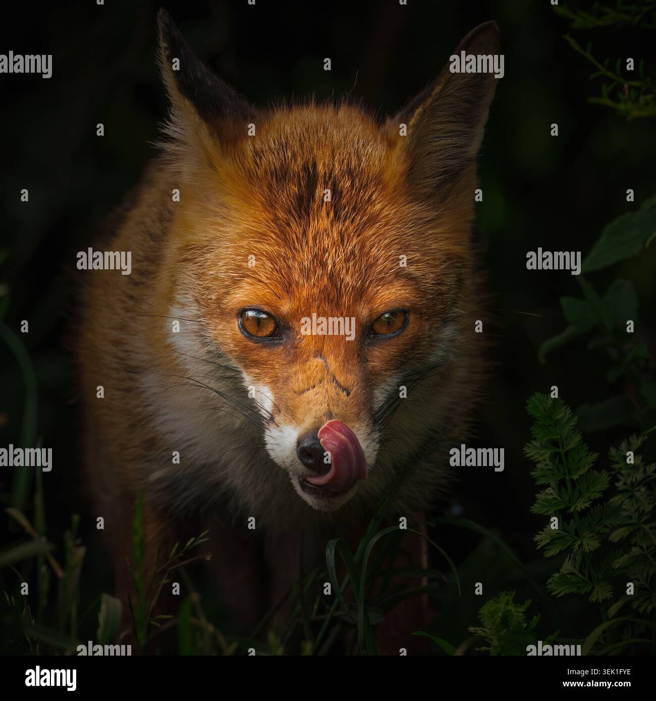 Primo piano di una volpe rossa selvaggia (vulpes vulpes) che guarda dritto la macchina fotografica leccando le labbra, Warwickshire Foto Stock