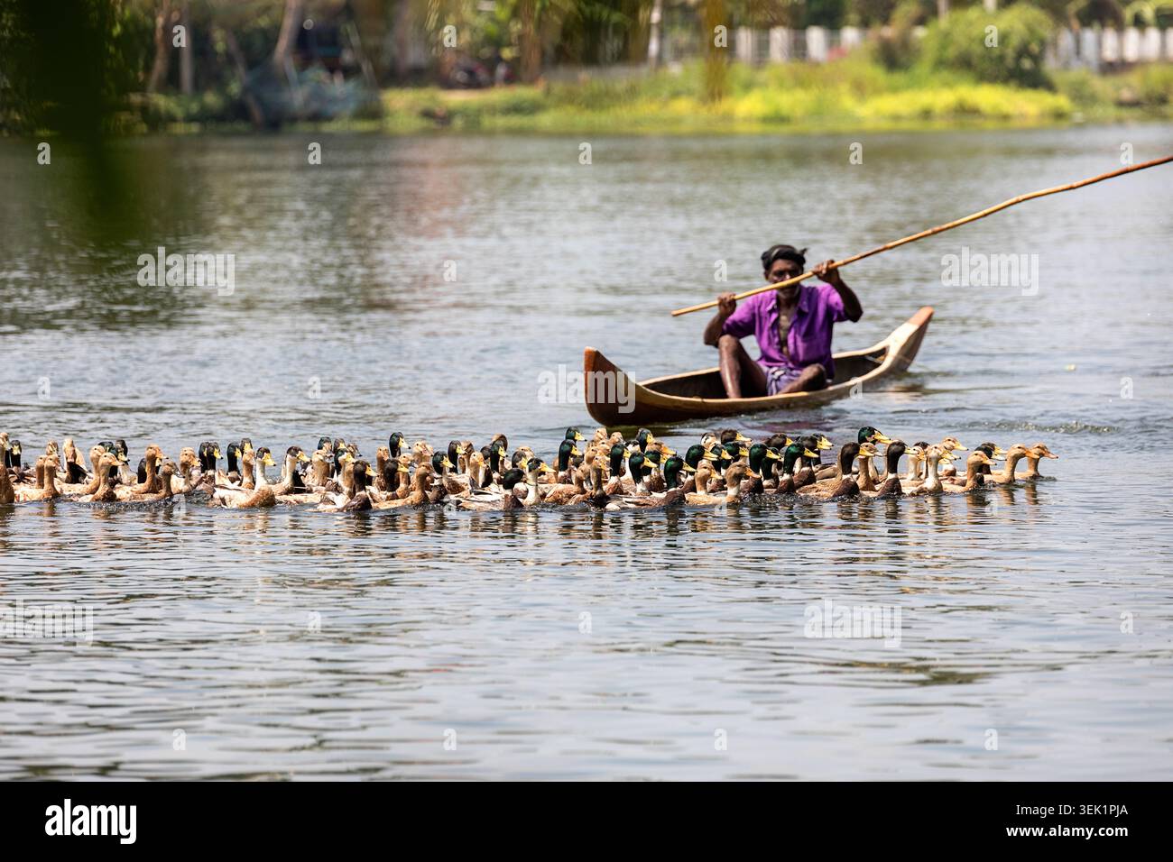 Uomo locale che si prende cura delle anatre, portandole con una canoa a un mercato per venderle, nelle acque secondarie del Kerala vicino ad Alleppey in India, stile di vita tradizionale Foto Stock