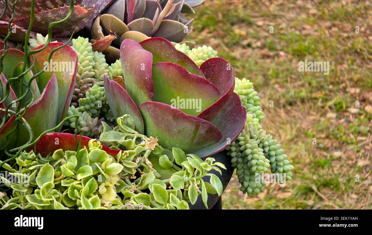 La rosetta centrale Kalanchoe luciae con bordature rosse fissa una piantatrice all'aperto circondata da coda di burros e rosa verde lime Foto Stock