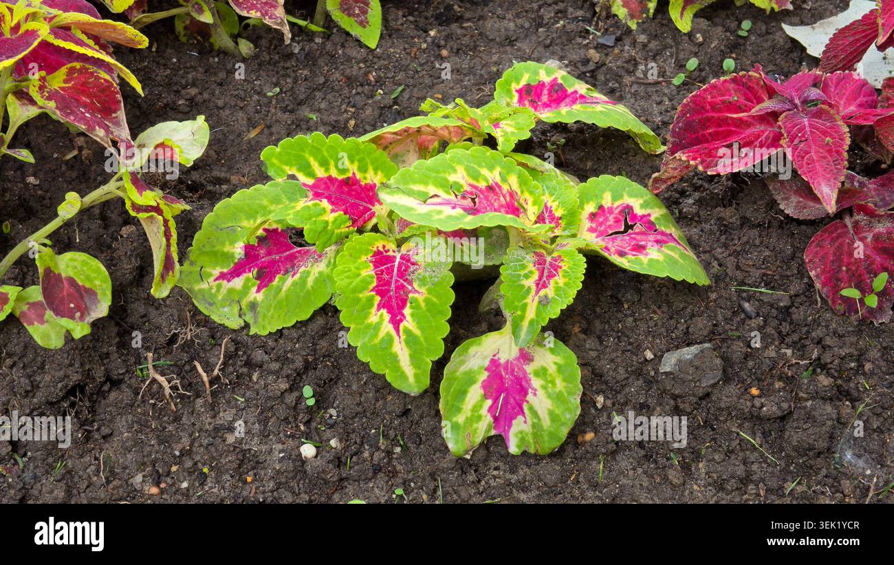 Una singola pianta di coleus Coleus scutellarioides presenta foglie verdi testurizzate con centri rosa brillante e magenta che crescono da terra bruna lavorata Foto Stock
