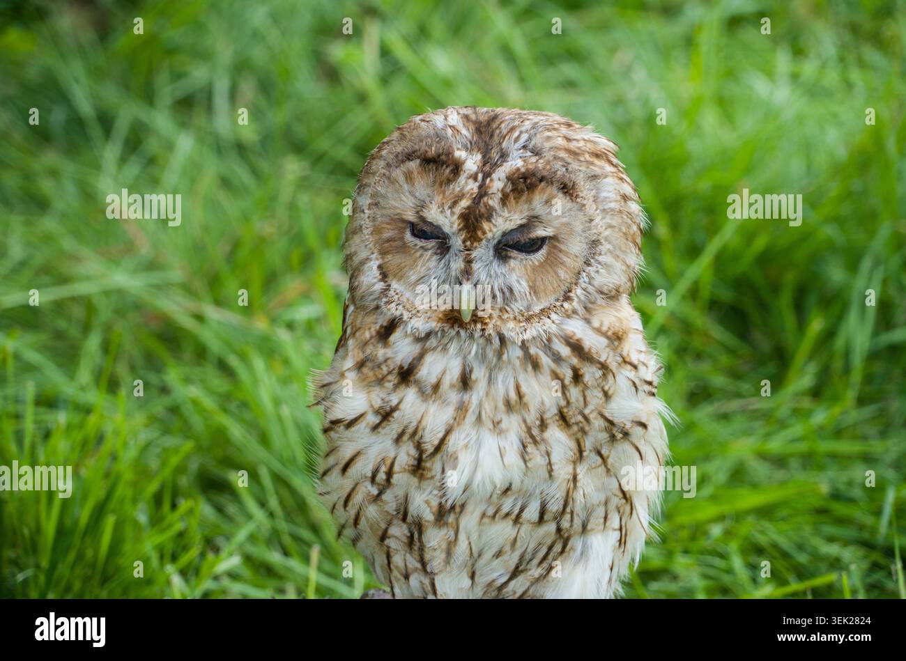 Un grande gufo grigio o grande gufo grigio, Strix nebulosa, è legato a un detentore, Germania, Europa Foto Stock