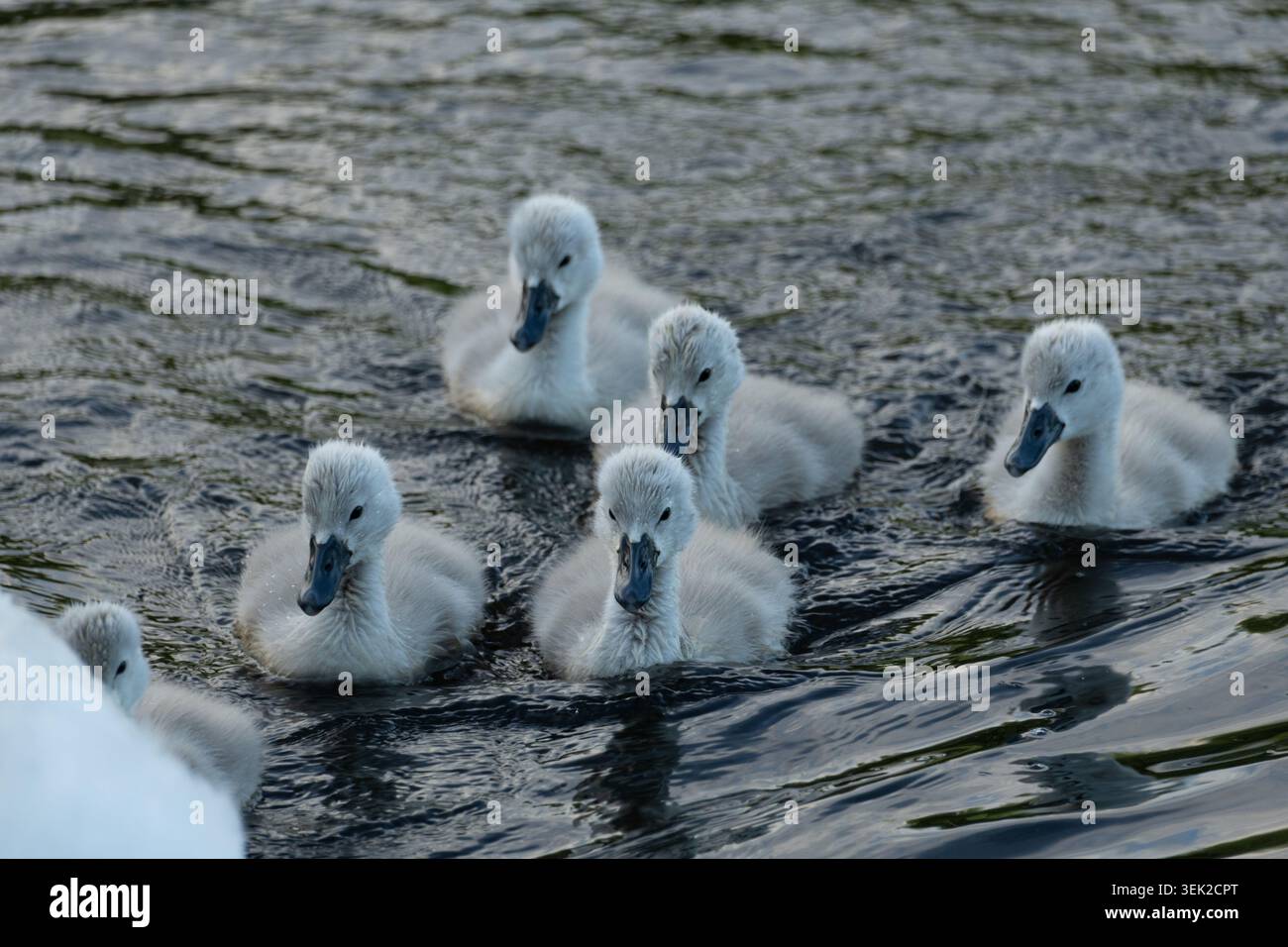 Cinque morbidi Cygnets che nuotano vicino a Calm Water vicino a Parent Swan Foto Stock