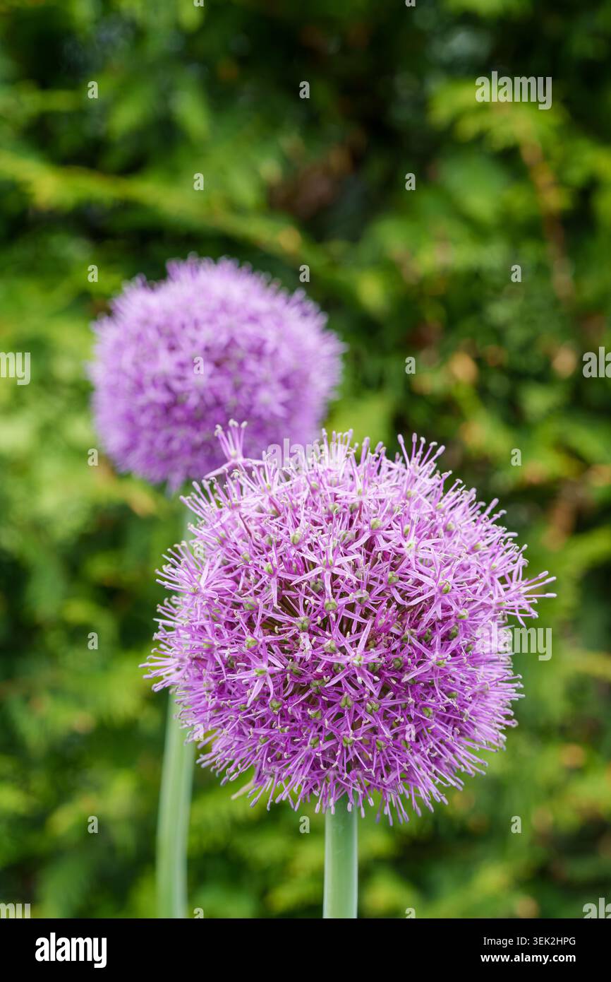 Primo piano del vibrante allium viola, cipolla ornamentale, fiori in un giardino estivo Foto Stock