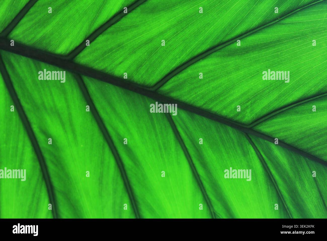 La struttura della foglia verde con venature in controluce Foto Stock