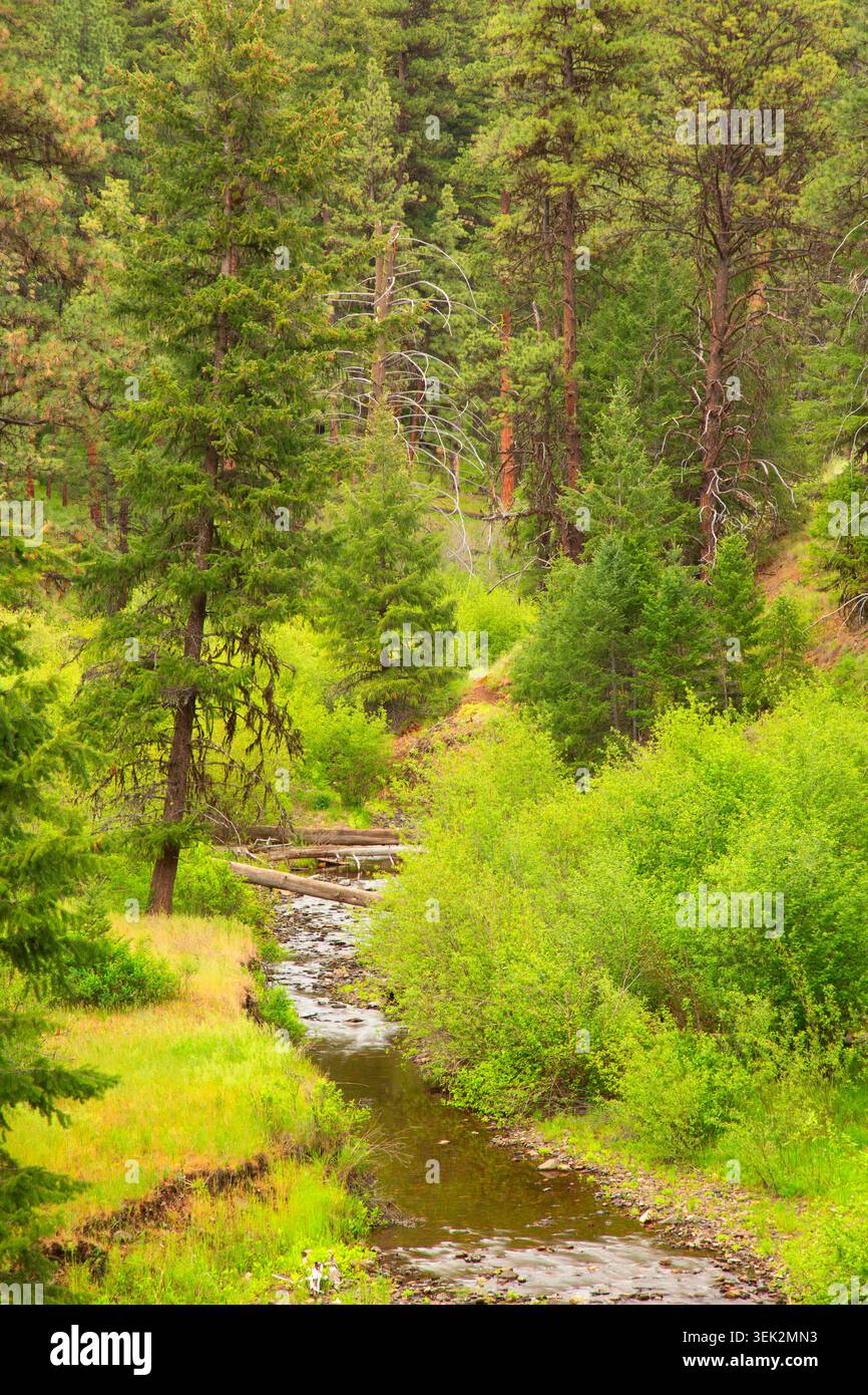 Mill Creek lungo il Twin Pillars Trail, Mill Creek Wilderness, Ochoco National Forest, Oregon Foto Stock
