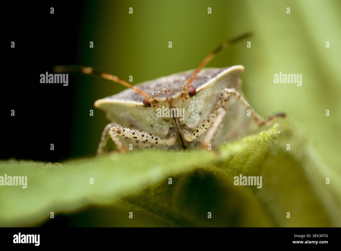 Vista macro dettagliata di un insetto a forma di scudo che poggia su foglie di piante con morbido bokeh verde. Foto Stock