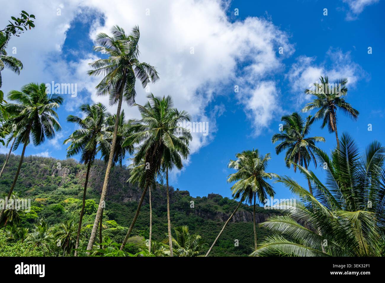 Un lussureggiante sentiero nella giungla attraverso la valle di Hakaui, Nuku Hiva, le isole Marchesi, la Polinesia francese. Torreggianti scogliere basaltiche e fitta vegetazione circondano il tra Foto Stock