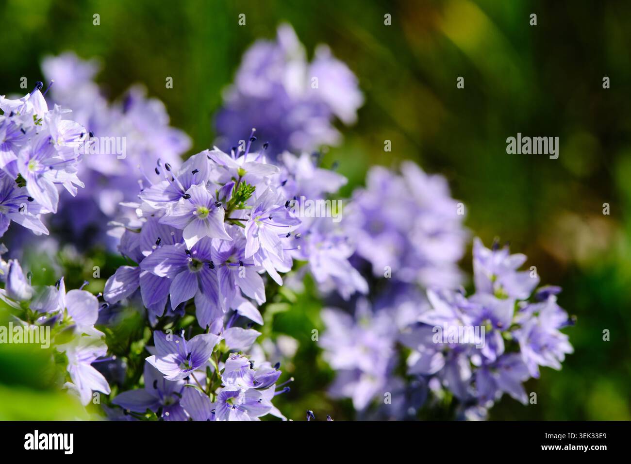 Primo piano, vivaci fiori viola speedwell sotto la luce soffusa del sole con sfondo naturale sfocato Foto Stock
