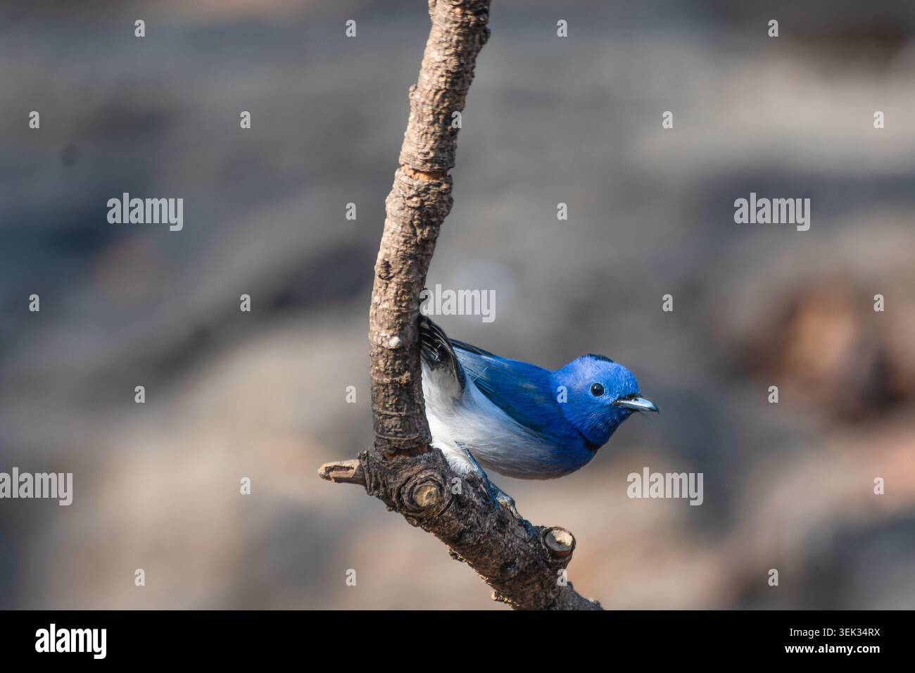 Monarca maschio dal collare nero (Hypothymis azurea) appollaiato su un ramo sottile nell'habitat naturale Foto Stock
