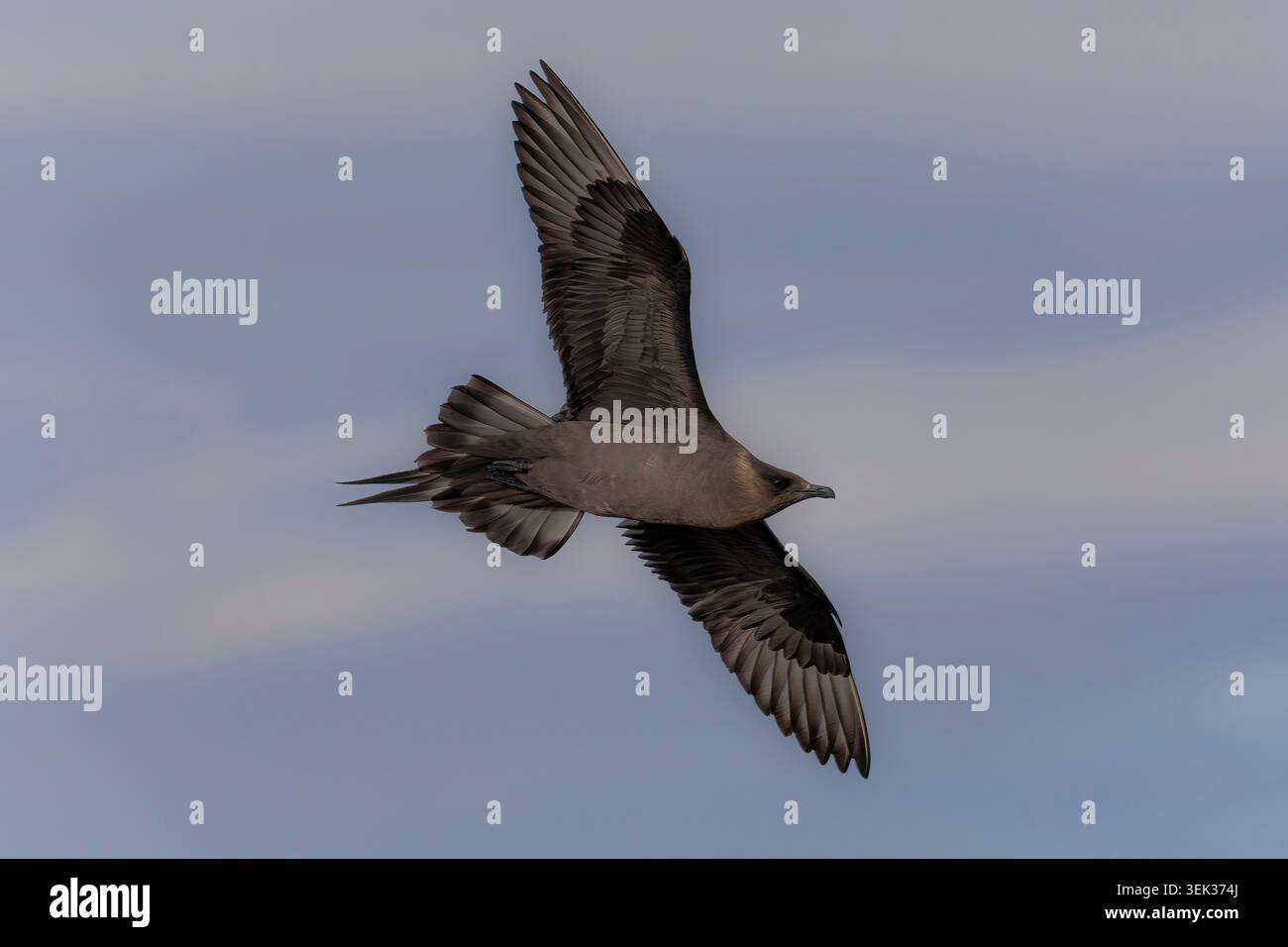 Skua artica in volo sulle acque costiere della Norvegia, mostrando un agile comportamento di caccia aerea. Foto Stock