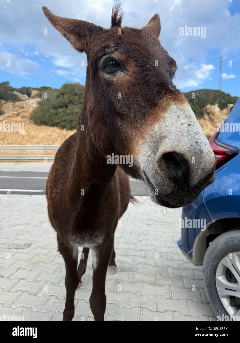 Asino cipriota in piedi accanto all'auto turistica sul ciglio della strada in attesa di sorprese. Viaggio per le vacanze estive in famiglia e avventura safari nella fauna selvatica a Cipro Foto Stock