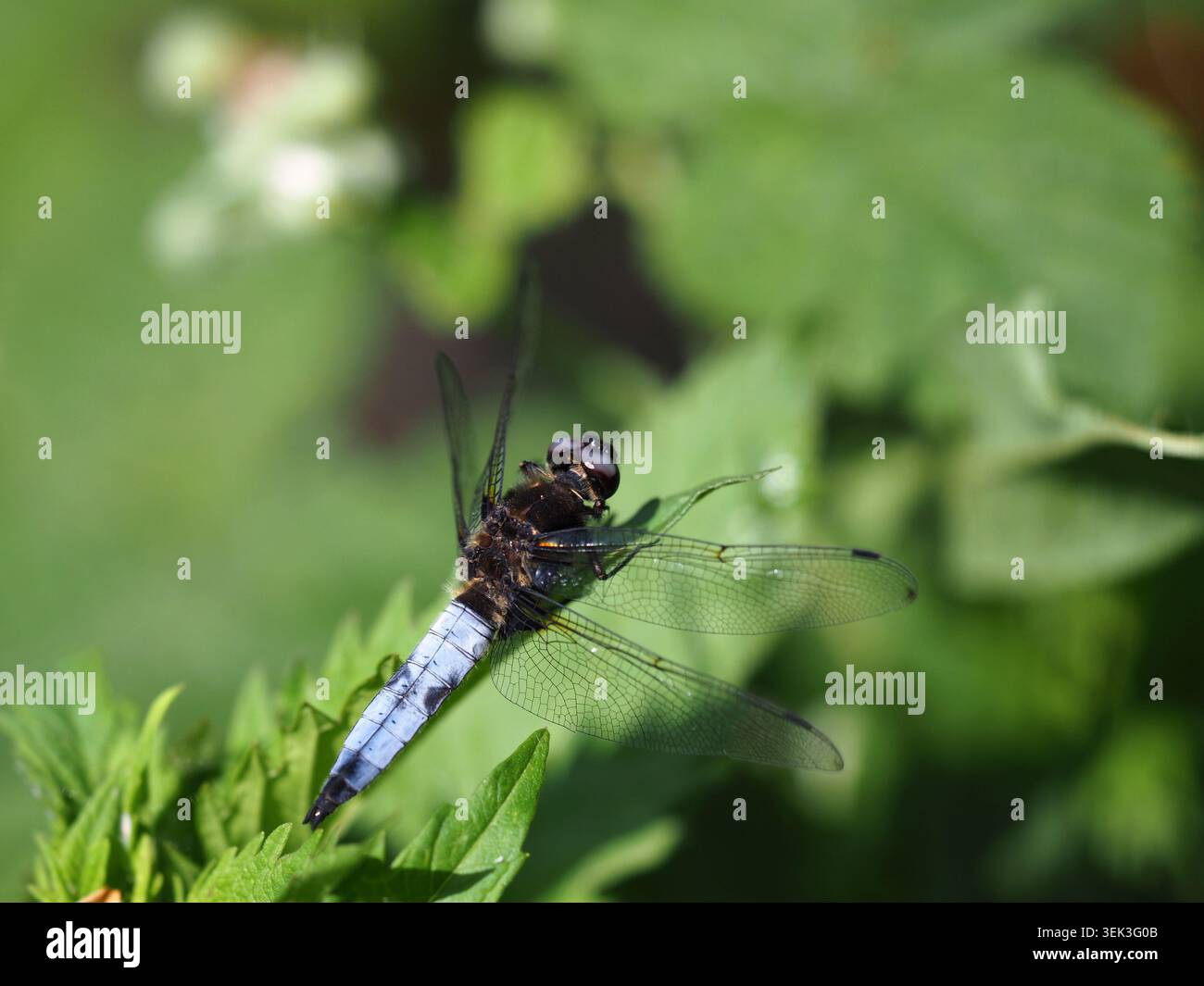Scarso cacciatore di dragonfly libellula fulva, Barnwell, Northamptonshire, Regno Unito Foto Stock