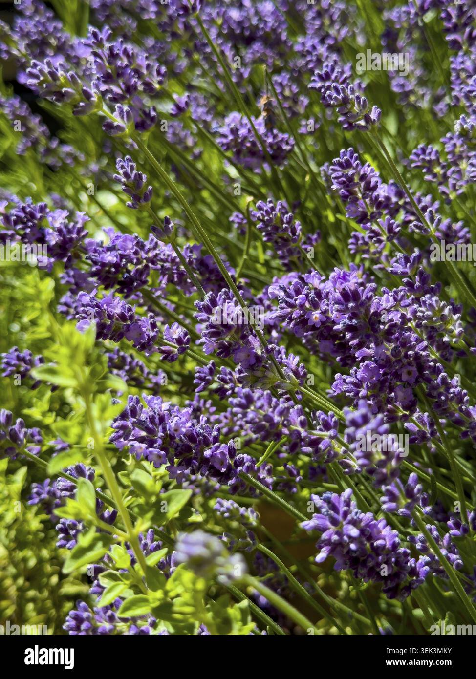Fiori di lavanda (Lavandula), internazionale Foto Stock