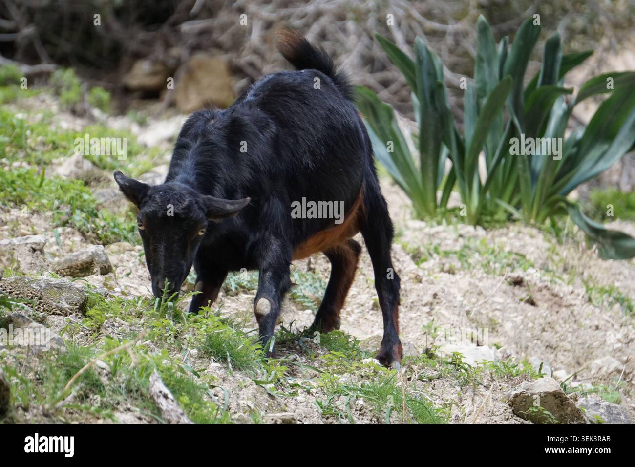 Bel primo piano di una capra nana nera dell'Africa occidentale che pascolava su un prato in montagna Foto Stock
