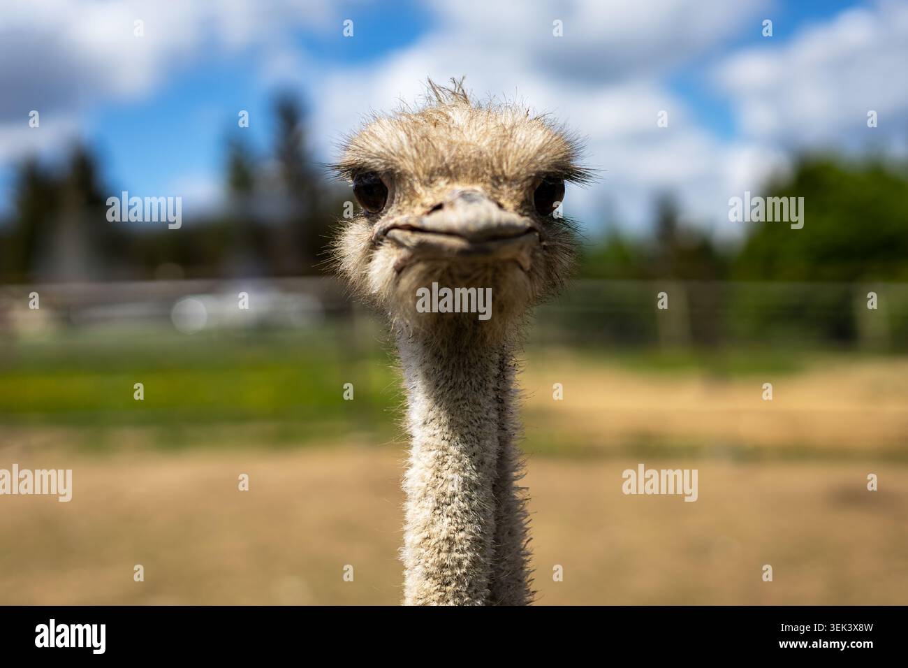 Curioso ritratto primo piano di struzzo all'aperto. Primo piano di un curioso struzzo che guarda la fotocamera in una fattoria soleggiata con un morbido sfondo sfocato. Foto Stock