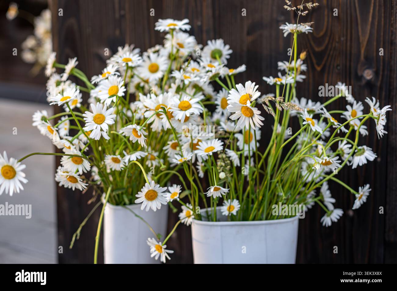 Stivali in gomma bianca con bouquet a margherita. Fresche margherite bianche disposte in stivali in gomma bianca su sfondo di legno scuro, a creare un affascinante rustico Foto Stock