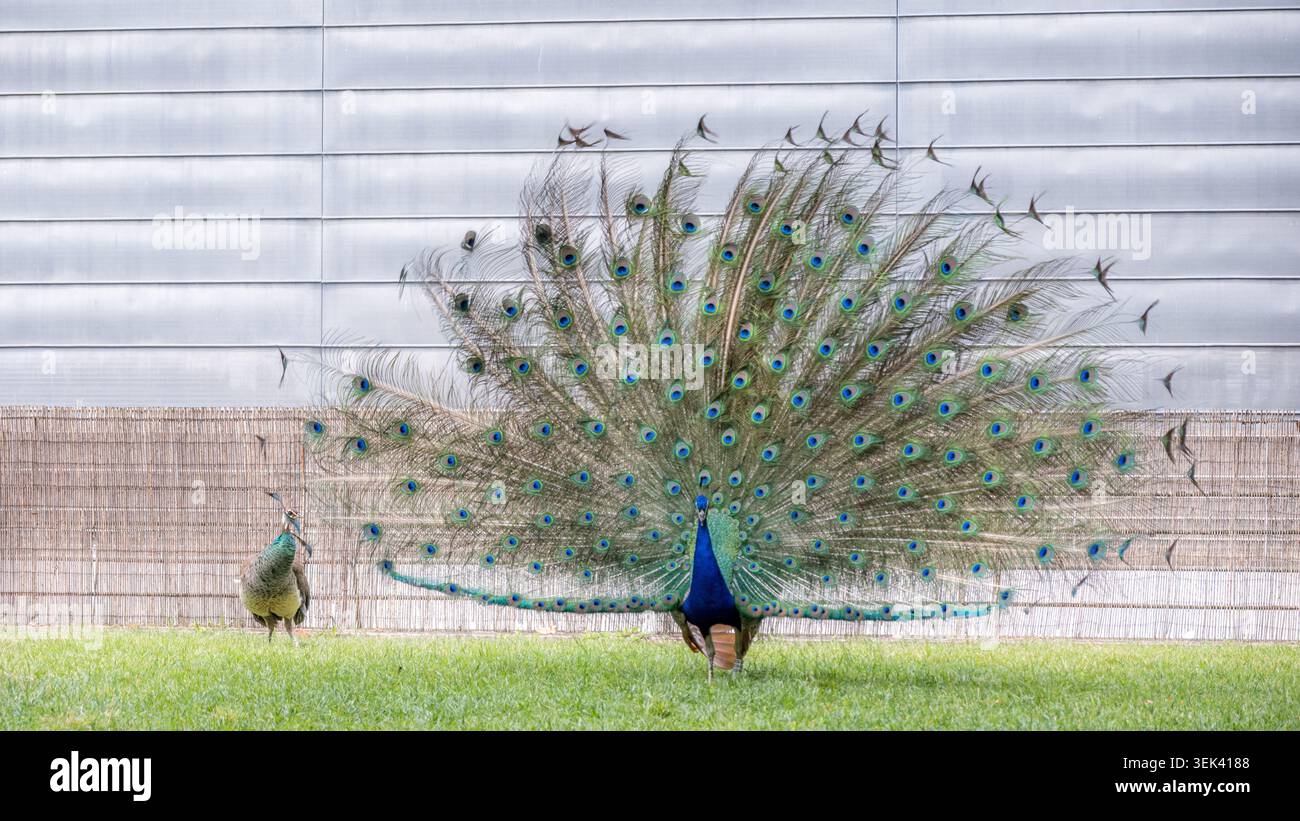 Pavone che mostra vivaci piume di coda e peahen sull'erba Foto Stock