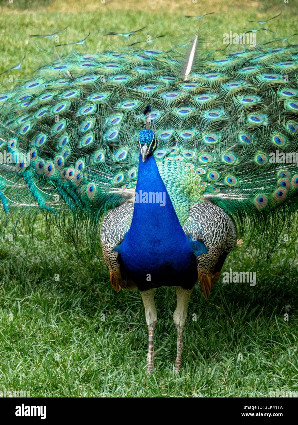 Pavone che mostra vivaci penne di coda in piedi su erba verde Foto Stock