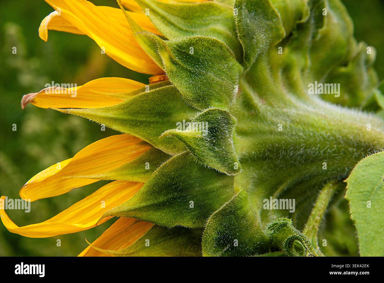 Un grande girasole in piena fioritura, visto da dietro, rivela petali dorati e una morbida testa di fiori pelosi che si illumina di luce naturale. Foto Stock